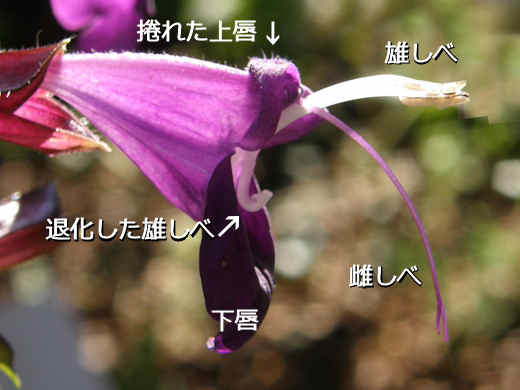 アキギリの花の構造