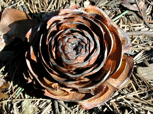 Cedar rose（シダーローズ）