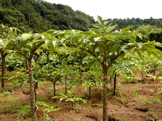 アモルフォファルス・ギガス - Amorphophallus gigas